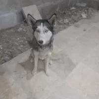 سگ هاسکی|سگ|محمدشهر, سیدآباد|دیوار