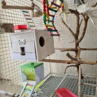 قفس پرنده|لوازم جانبی حیوانات|سرپل ذهاب, |دیوار