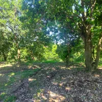 ۵۰۰متر ویلایی - باغات - ویودار - دونبش و سند کتالم