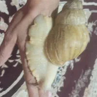 حلزون