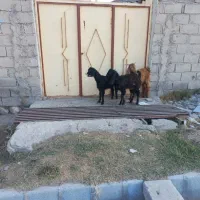 ۳راس بزغاله درمشگین شهر