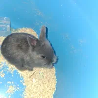 خرگوش لوپ مینیاتوری