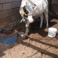 گاو نر|حیوانات مزرعه|سوسنگرد, |دیوار