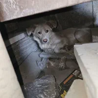 سگ پیدا شده واگذاری فوری به سرپرست خوب