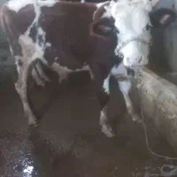 گوساله سیمینتال نر