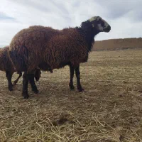 قوچ افشار|حیوانات مزرعه|سیدآباد, |دیوار