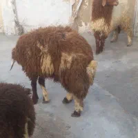 بره نر ۳عدد