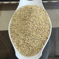 پخش عمده تخم گشنیز اعلا و رازیانه سبز اعلا وغیره