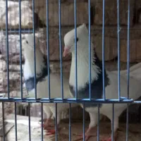 سلام   اول  آگاهی را بخوان
