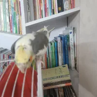 عروس نر ابلق|پرنده|کرج, حیدرآباد|دیوار