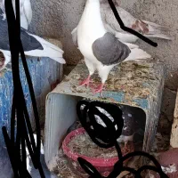 کبوتر دوکت