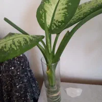 گلهای  خانگی|گل و گیاه طبیعی|نیشابور, بزرگمهر|دیوار