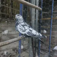 کفتر کبوتر پرشی|پرنده|ری, فیروزآبادی|دیوار