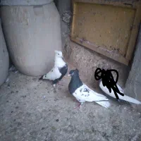 کبوتر فروشی