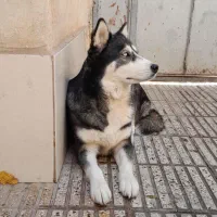 سگ هاسکی چشم آبی بازیگوش و هوشیار