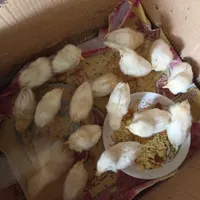جوجه گوشتی|حیوانات مزرعه|گرمی, |دیوار