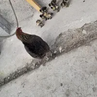 کلشکن با ۷ عدد جوجه اردک|حیوانات مزرعه|گوراب زرمیخ, |دیوار