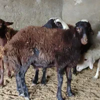 بره نرو ماده بزغاله