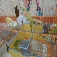 جفت عروس هلندی