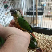 گرینچیک|پرنده|نیشابور, عدالت|دیوار