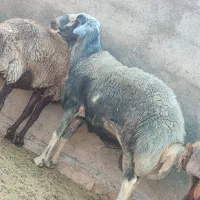 قوچ سوز چال