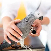 ویزیت پرندگان و گربه