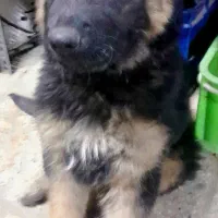 سگ ،ژرمن شوالین