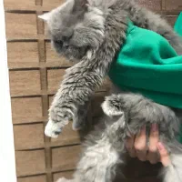 گربه پرشین ۳ تومن