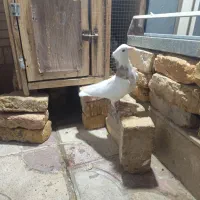 طوقی شازده نربشرط|پرنده|شیراز, طلاب|دیوار