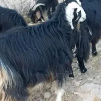 فروش گوسفند