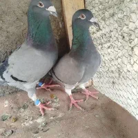 کفتر سبز مسافتی