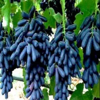 نهال انگور موندراپ|خدمات باغبانی و درختکاری|محمدیه-قزوین, |دیوار