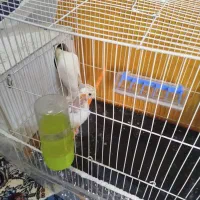 عروس هلندی|پرنده|مشهد, شهید احمدی روشن|دیوار