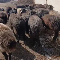 ۲۵ راس میش افشار اصفهانی۱۸ راس بره ومابقی آبستن