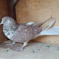 تعدادی کبوتر|پرنده|وحیدیه, |دیوار