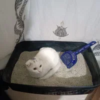 گربه اسکاتیش برتیش