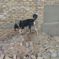 سگ پژدر عراقی|سگ|اسدآباد, |دیوار