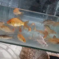 ماهی قرمز اکواریومی|ماهی|ساوه, |دیوار