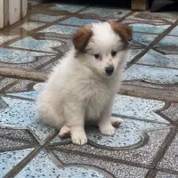 سگ پاپی دو رگه شیتزو