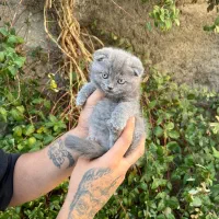 مناسب ترین پت آپارتمانی اسکاتیش|گربه|قائم‌شهر, |دیوار