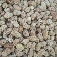 توت خشک اعلا فقط عمده