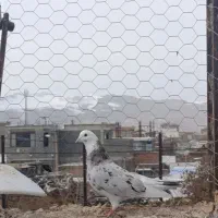 یک عدد کبوتر سرور