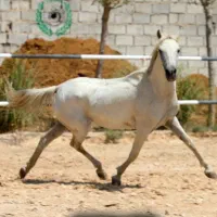 اسبچه‌خزرکاسپین