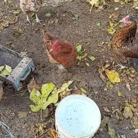 مرغ بالغ تخمگذار وخروس دورگه|حیوانات مزرعه|آشخانه, |دیوار