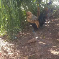 خروس سلطان لهستانی