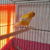 فروش یک عدد قناری نر شور|پرنده|اردکان, |دیوار