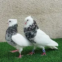 طوقی ناب و استثنایی