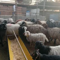 شیشک و بره ماده آبستن|حیوانات مزرعه|کهریزک, |دیوار