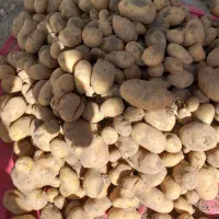 سیب زمینی آگریا|خوردنی و آشامیدنی|داران, |دیوار