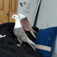 کله سفید کربلایی|پرنده|سبزوار, شرق کال جنوبی (شمس آبادی)|دیوار